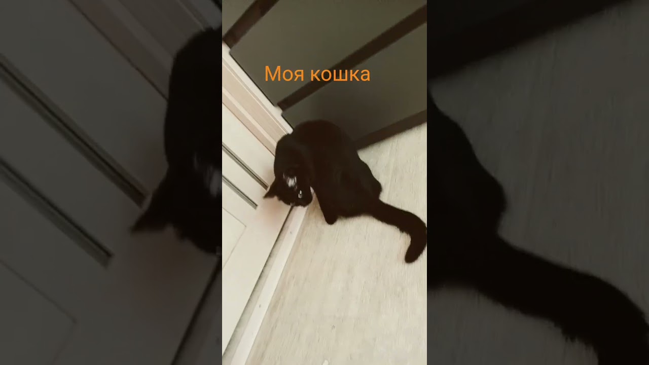 ути-пути #funny #xd #edit #memes #roblox #gogthealiendog #dog #iamnotthatinnocent #gog #dududa