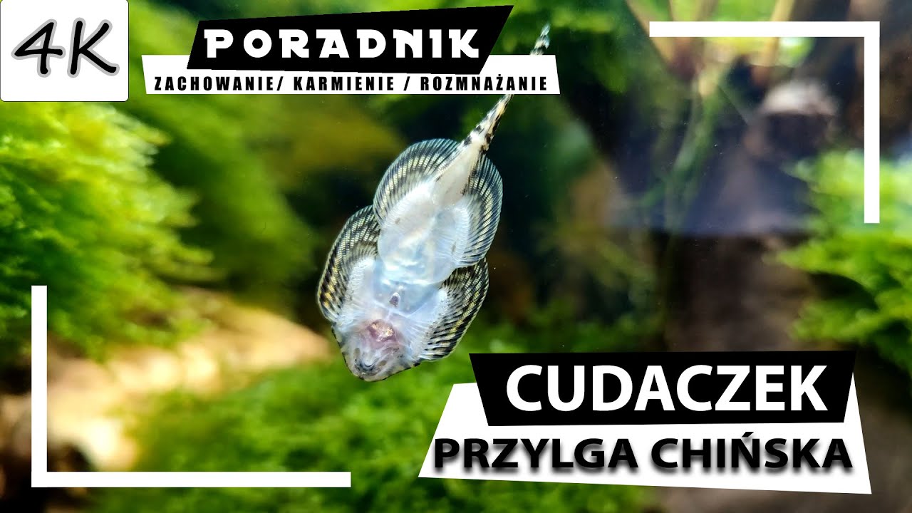 CUDACZEK (Przylga Chińska) - Kompletny Poradnik! [4K]