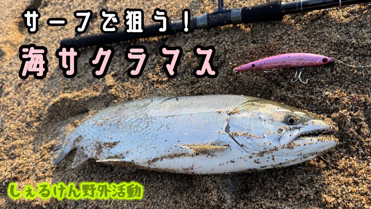 【北海道釣り】【海サクラマス】サーフで海サクラを狙う！！