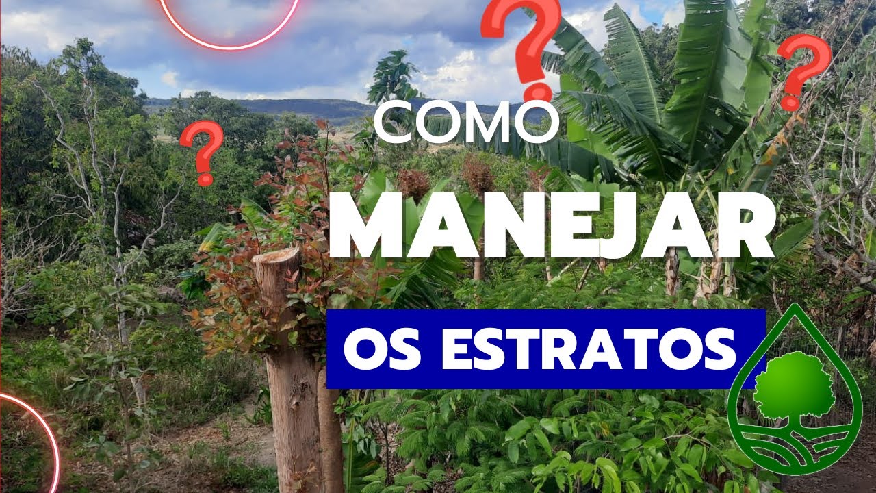 Como manejar os estratos. Agricultura Sintrópica.