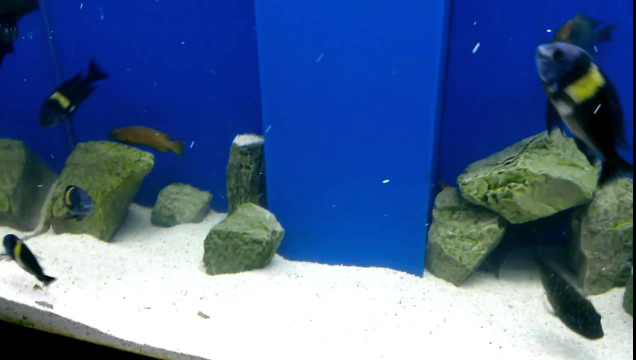 Трофеус звездчатый (Tropheus duboisi)