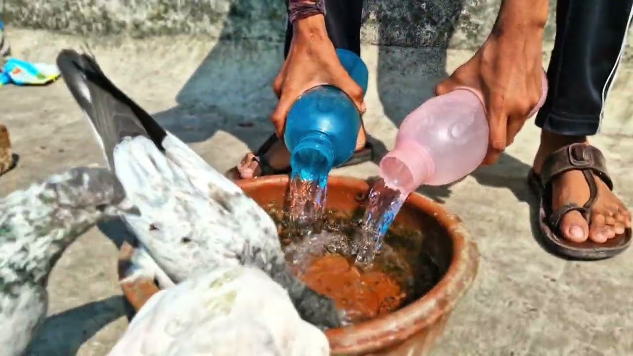 Mera pyara kabutar 😭.. #shortvideo #shorts #pets #pigeon 