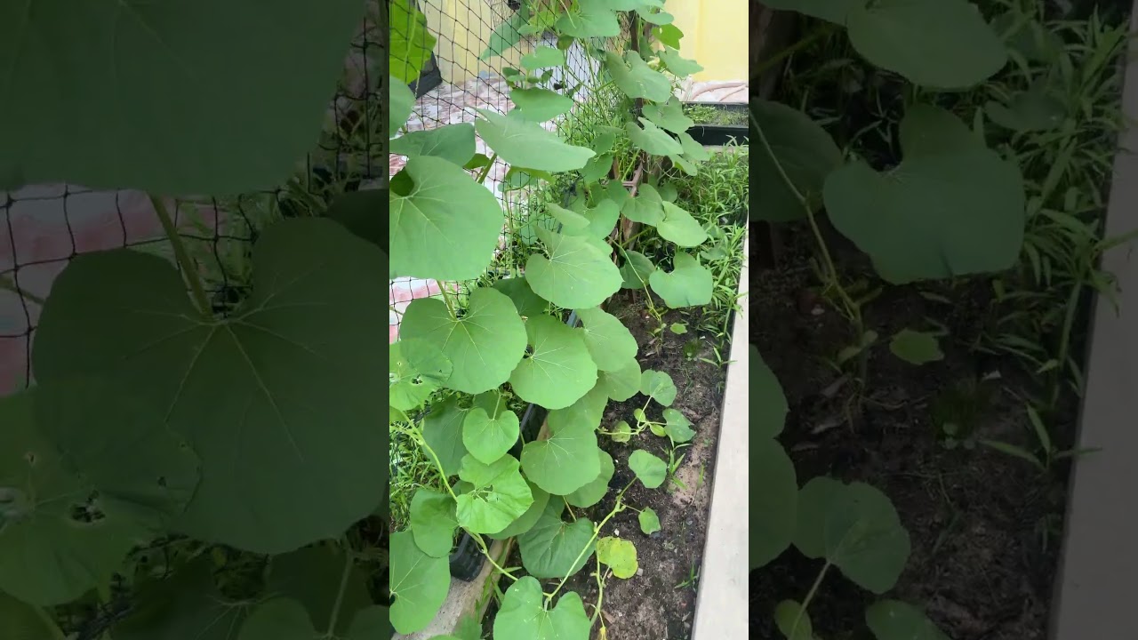 Có một miếng đất trồng rau ăn không hết 