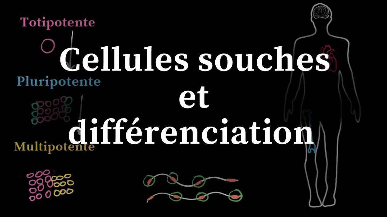 Cellules souches et différenciation