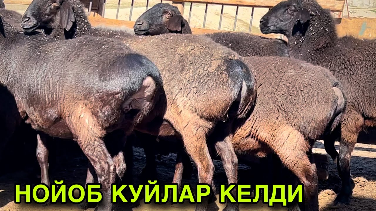 Нойоб Куйлар Келди! ☎️+998 95 788 4696