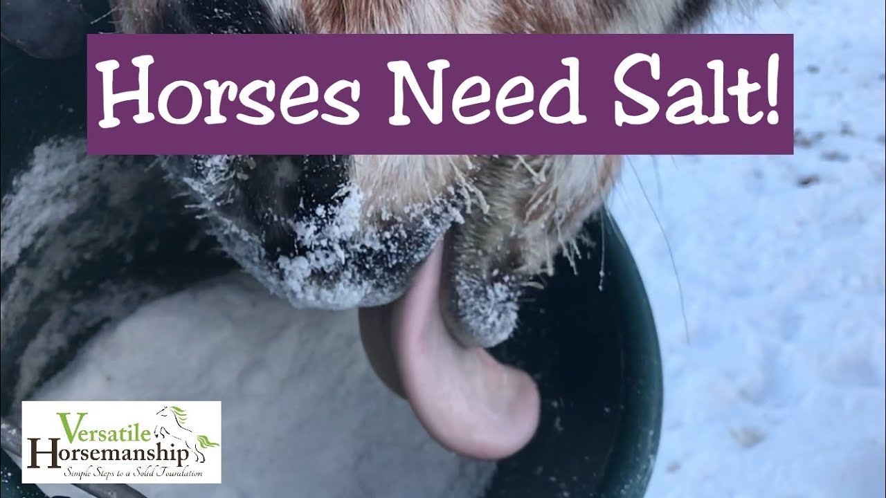 Horses Need Salt 🧂 // Versatile Horsemanship