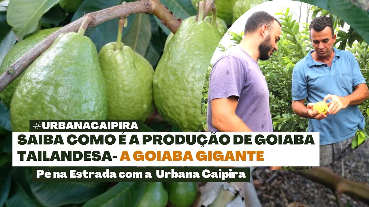ENTENDA MAIS SOBRE CULTIVO DE GOIABA TAILANDESA