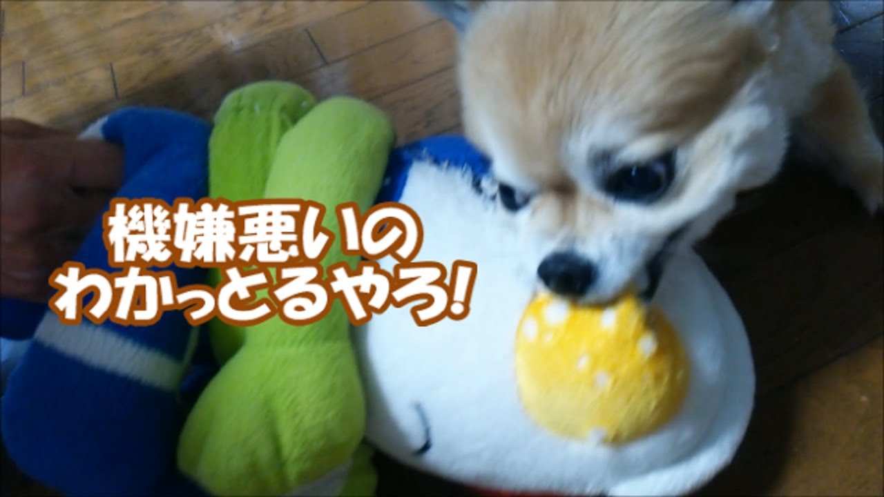 すぐキレるポメラニアン52しょうちゃんロスでコタがちギレ!