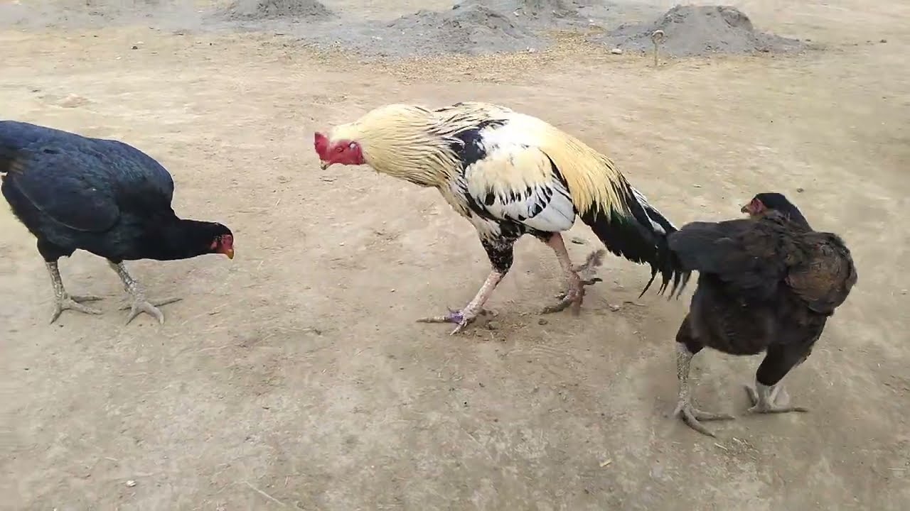 Natural Chicken Farm Life || Rooster and Hens Feeding in Yard