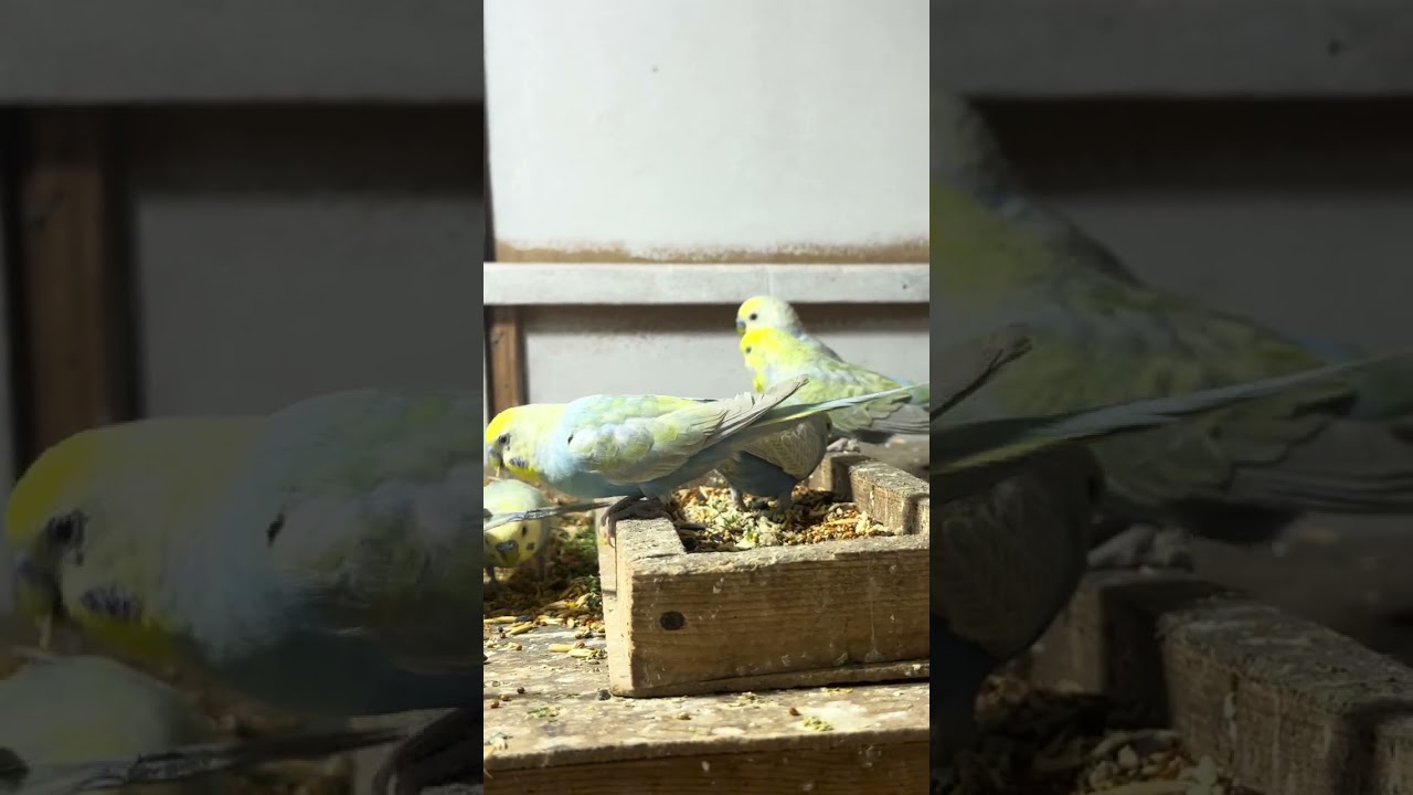 Пение канарейки от подписчика #birds