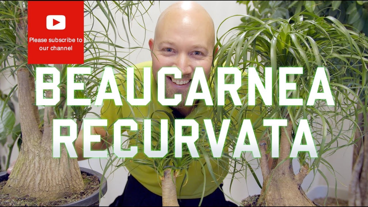 All you need to know about Beaucarnea Recurvata Ponytail Palm