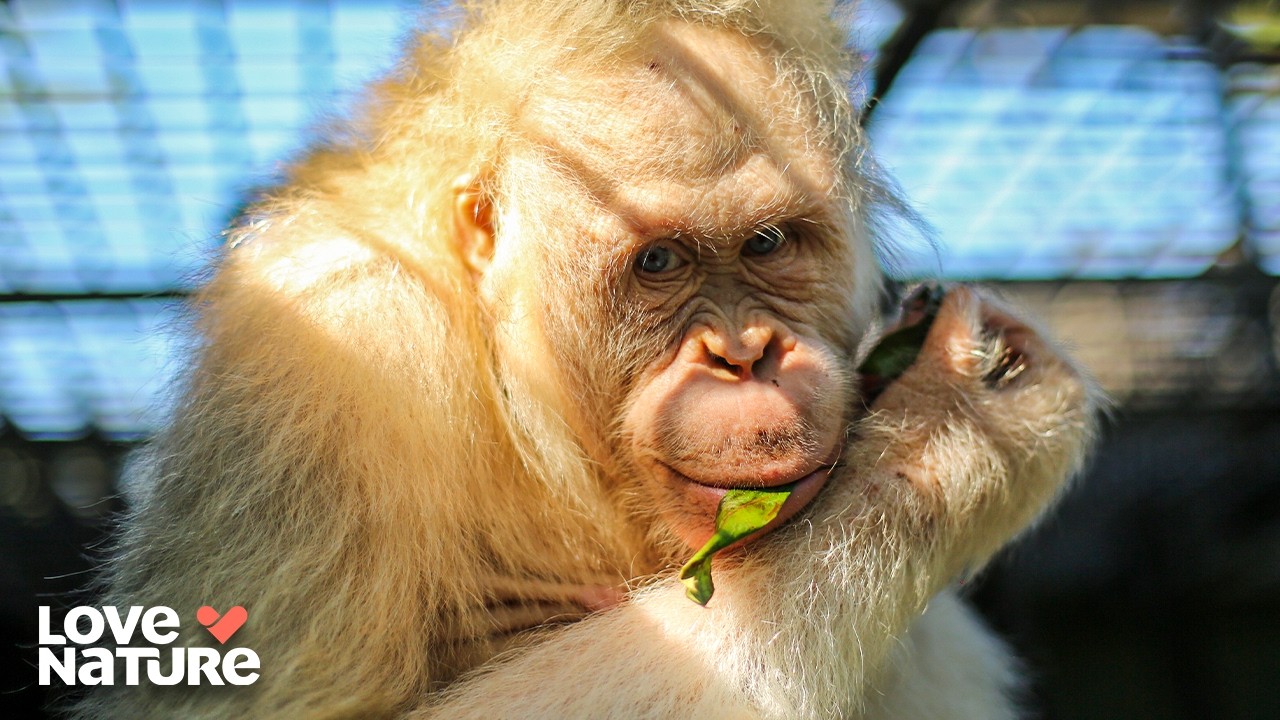 Orangutan Skips School for New Friend | Orangutan Jungle School 205