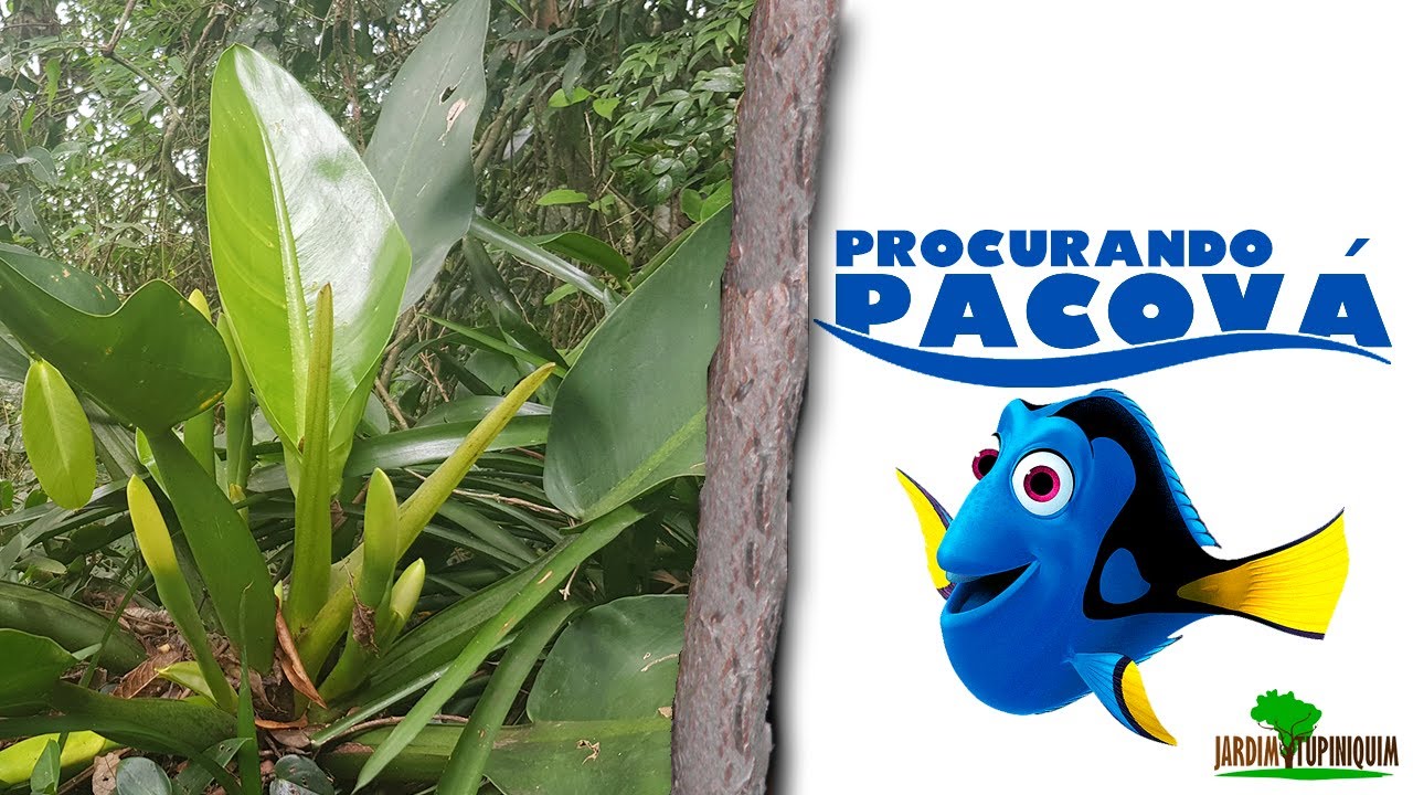 Pacov&aacute; (Philodendrum martianum) na Natureza