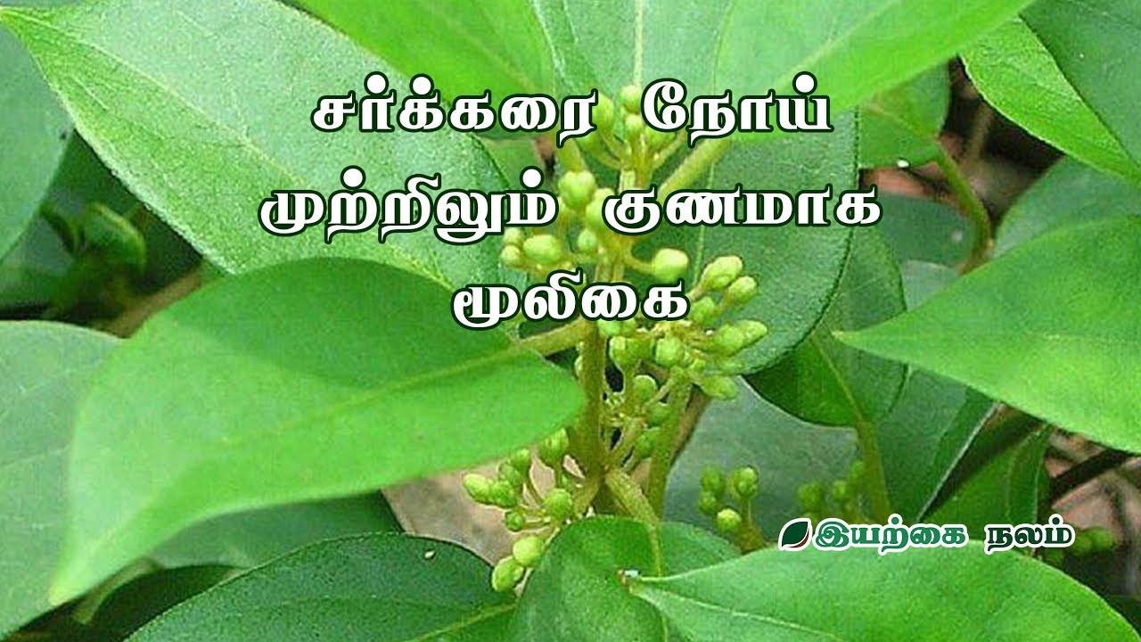 சர்க்கரை நோய் முற்றிலும் குணமாக மூலிகை