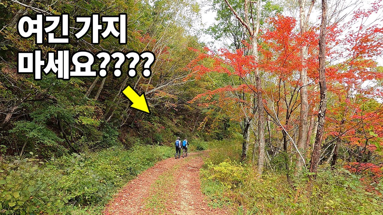 📢예쁘지만 여기는 가지마세요??? 🍁오대산의 숨은 단풍 명소가 바로 여기 그러나&hellip; 🍂10월 20일 이후 절정 예상