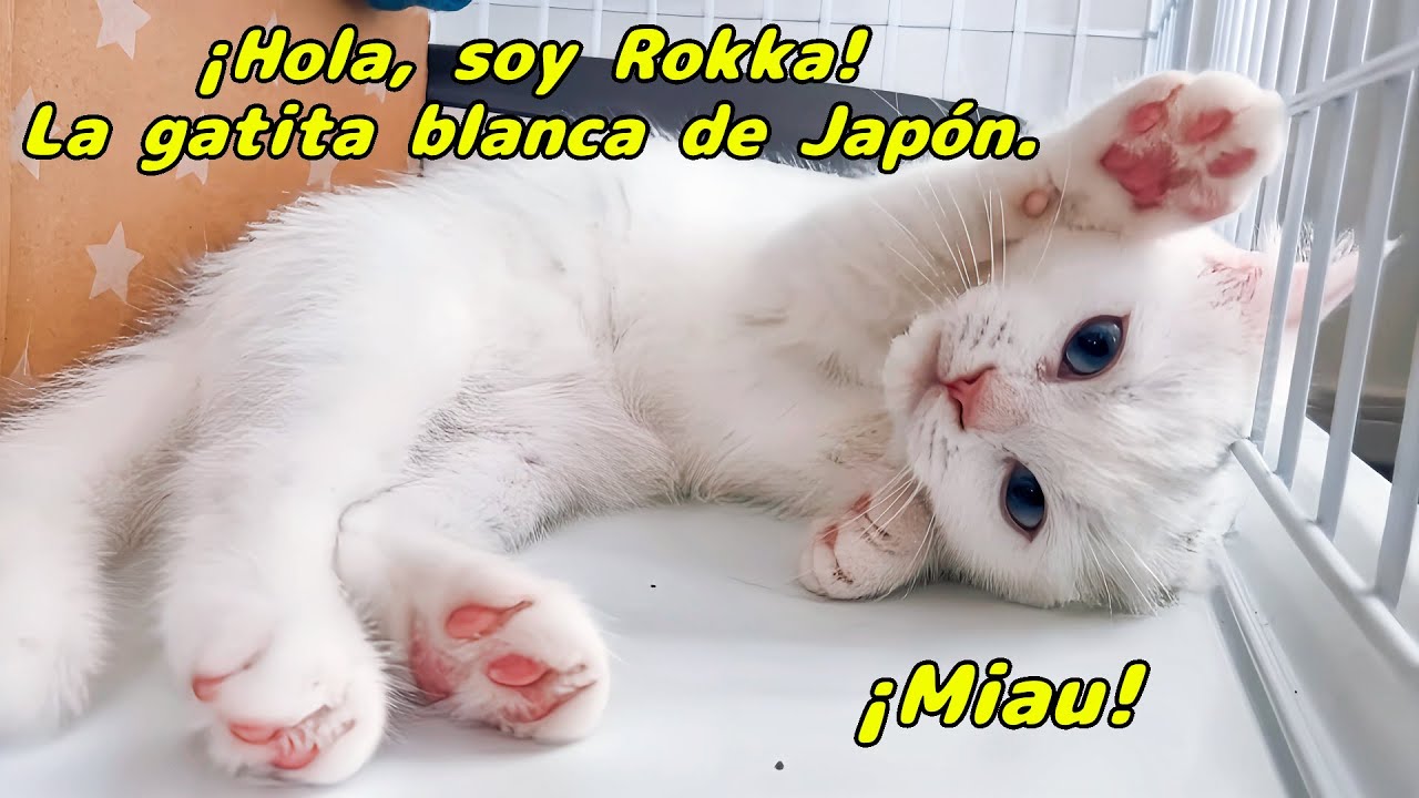 ¡Hola! Soy Rokka, una gatita Minuet blanca de Japón