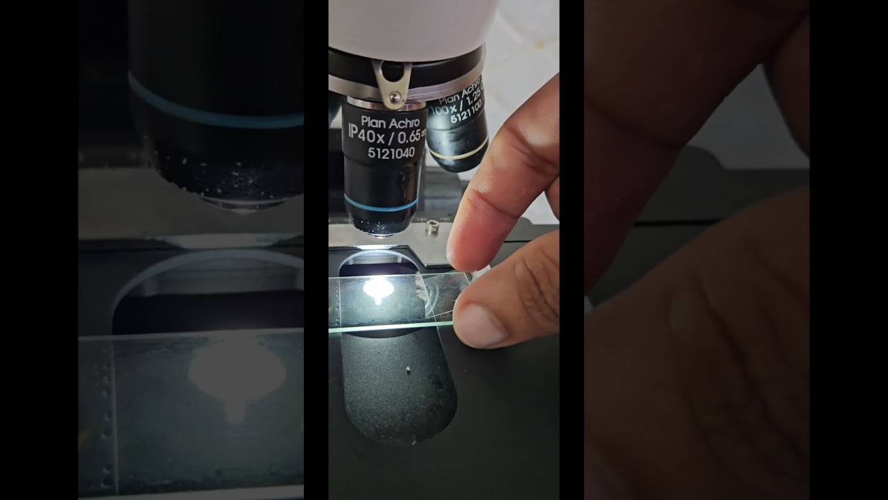 Rotten Lemon Juice Under Microscope # Bacteria #Pseudomas#Microscope#SocialRelavant