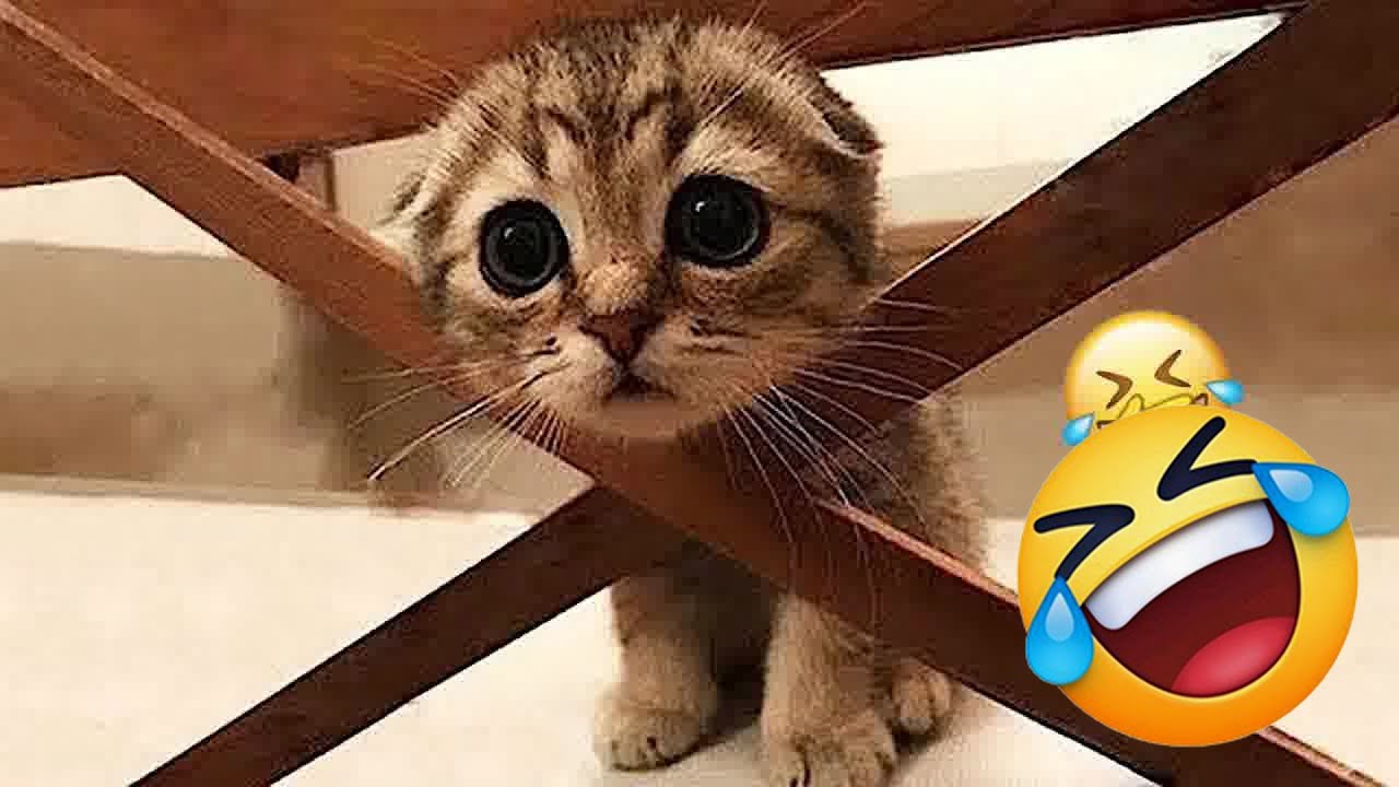 Funny Cats and Dogs Videos 2026 🤣 Try Not To Laugh 🍥 