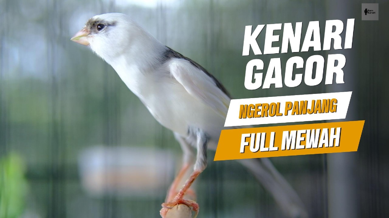 FULL DURASI 🔥 Kenari Gacor Lokal Panjang &ndash; Cengkok Mewah, Jernih, Dor, Emosi Stabil & Jeda Alami