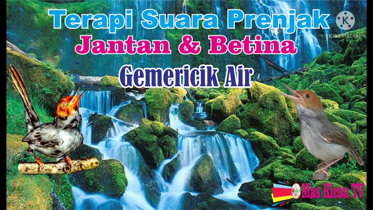 Terapi burung Prenjak Kepala merah Stress Macet Bunyi// Suara Prenjak Jantan dan Betina Gacor//Ampuh