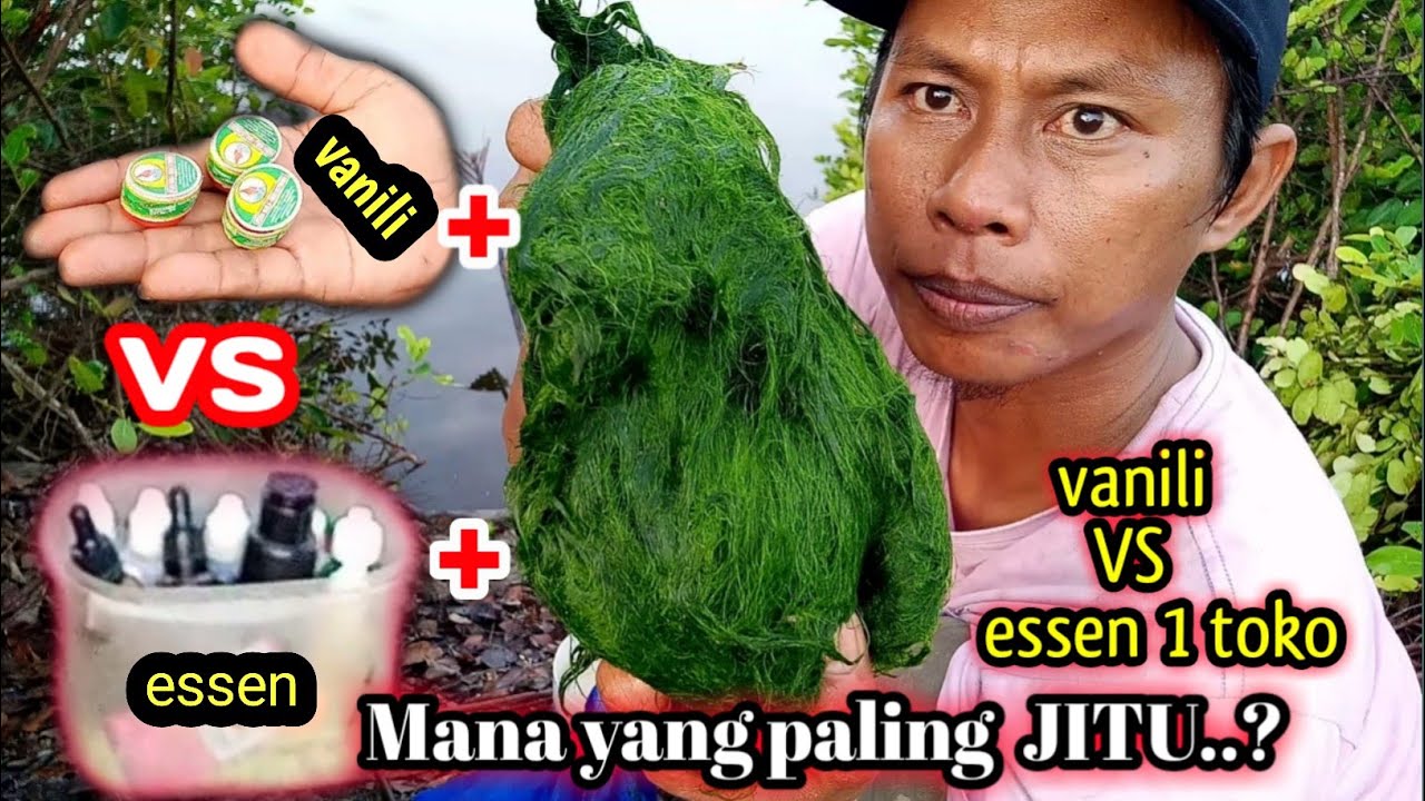 campuran lumut paling ampuh mancing nila liar || essen pengumpul ikan nila