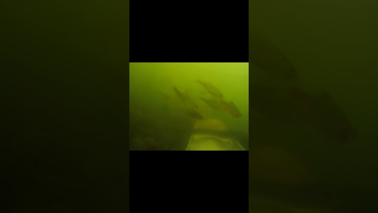 a snake attacks small fish underwater 