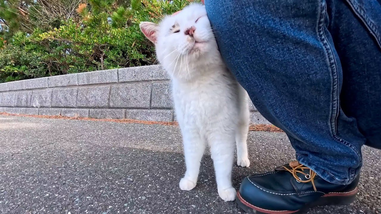 海辺の公園のよく喋る猫ちゃん、撫でるとゴロゴロ言ってカワイイ