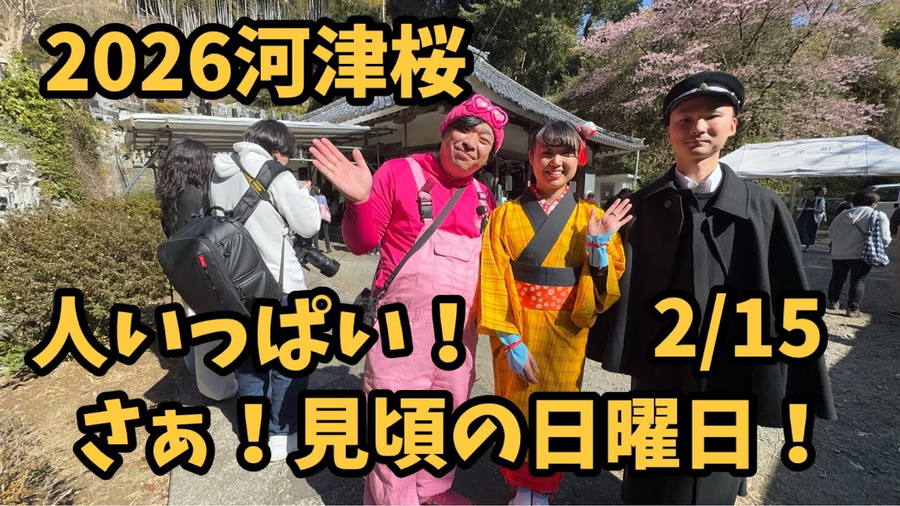 【2026河津桜】 2/15 見頃の日曜日　おすすめスポット　開花情報　開花状況　ライブカメラ kawazu Cherry blossom sakura 開花状