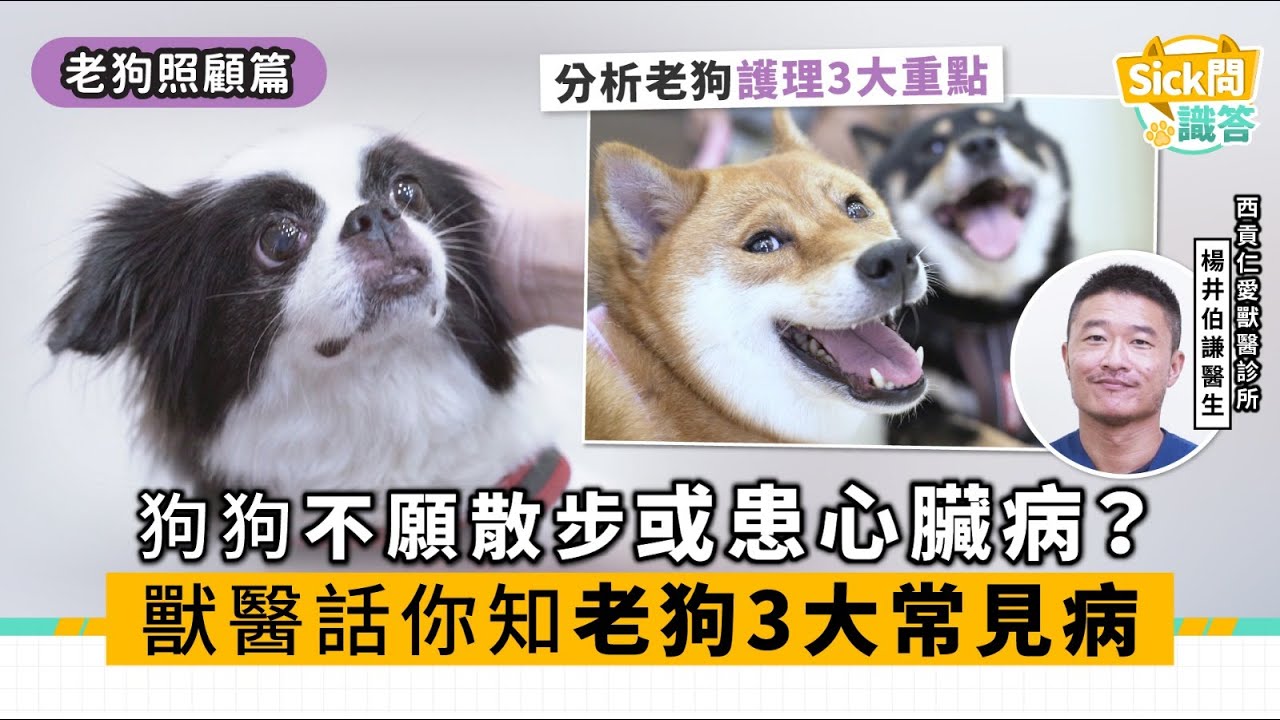 【Sick問識答】狗狗不願散步或患心臟病？ 獸醫話你知老狗3大常見病