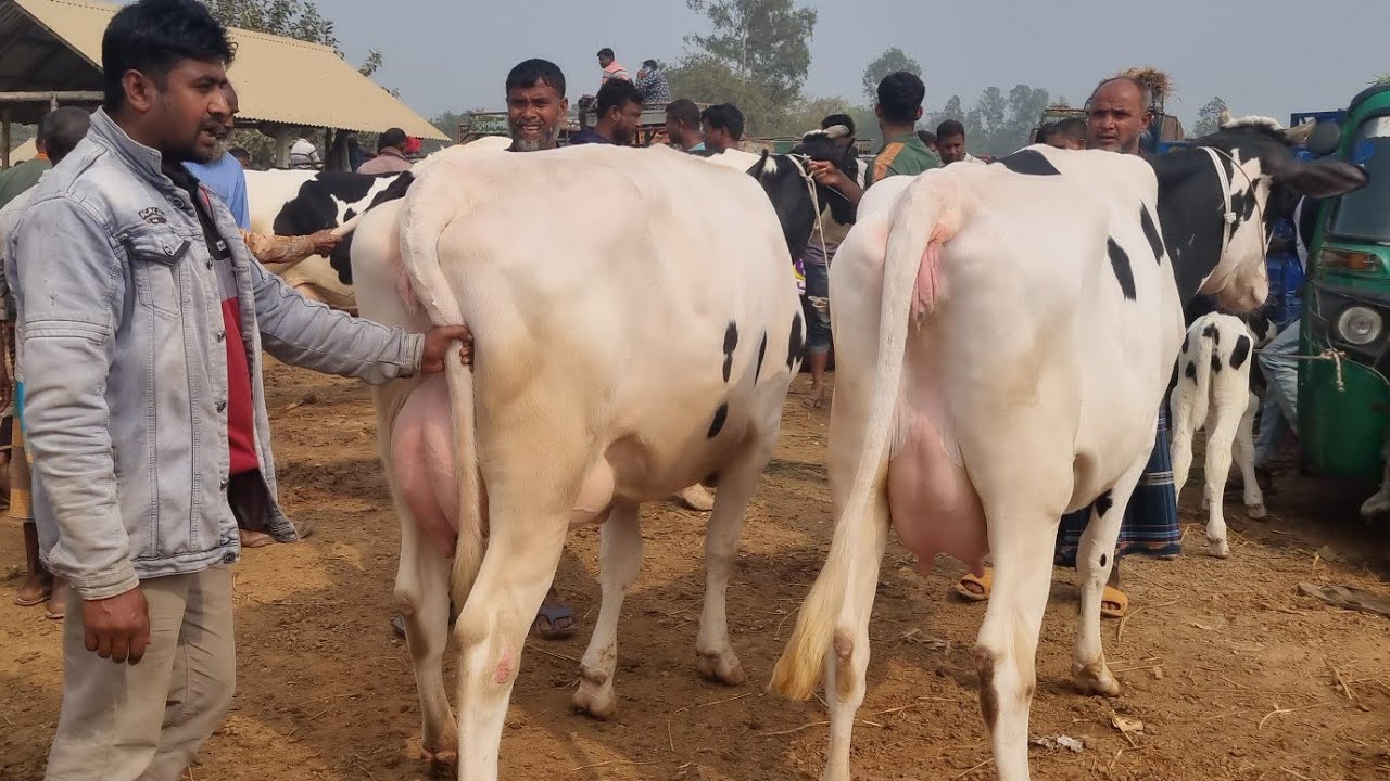 @আজ ৩ ফেব্রুয়ারী ২৬ | বাচ্চাসহ ফ্রিজিয়ান গাভী গরুর দাম | রানীগঞ্জ হাট | দিনাজপুর 