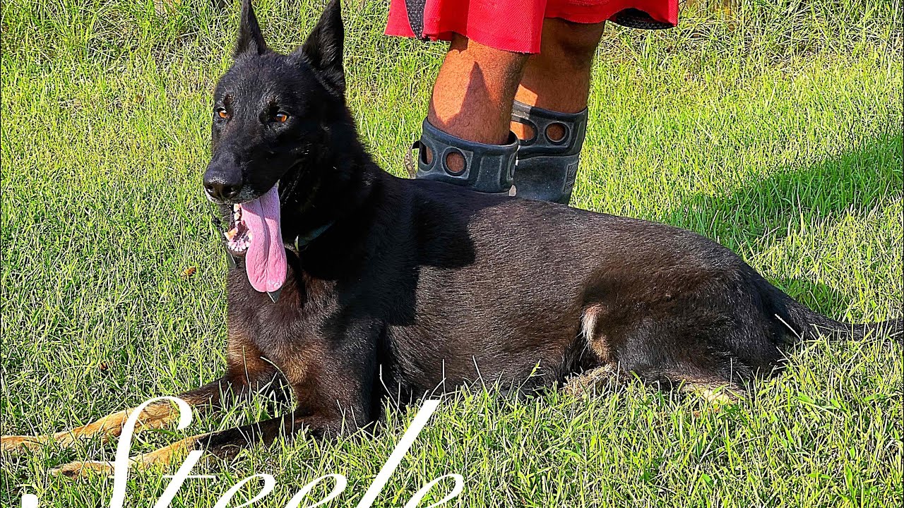 Steele East/Czech Working Line Shepherd