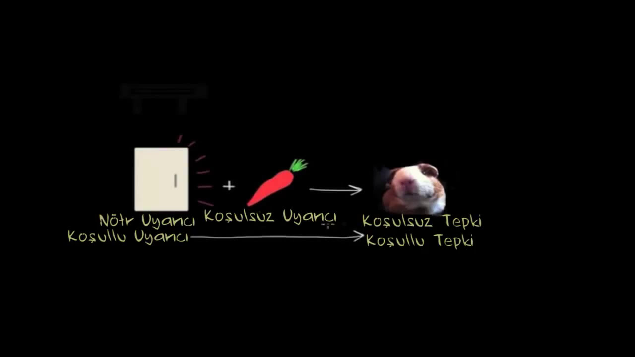 Klasik (Şartlı) Koşullanma: Sönme, Kendiliğinden Canlanma, Genelleme, Ayrım (Psikoloji / Davranış)