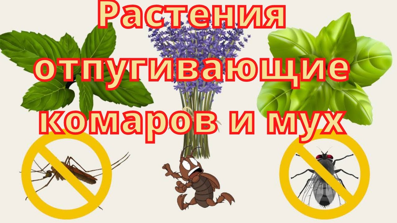 Растения отпугивающие комаров и мух