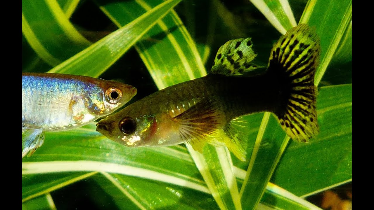5 Irrtümer über Guppy Weibchen - Aquaristik Fische Dokumentation über Guppys von Robert Höck