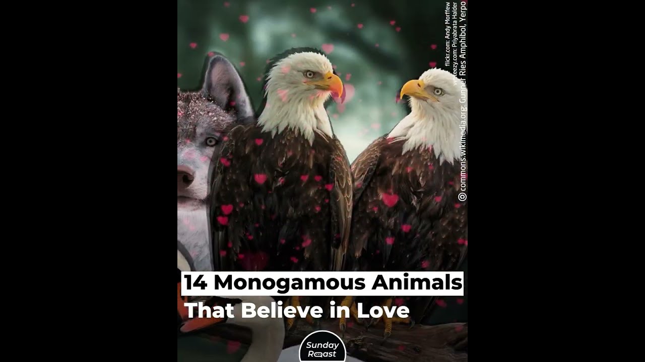 14 Monogamous Animals That Believe in Love