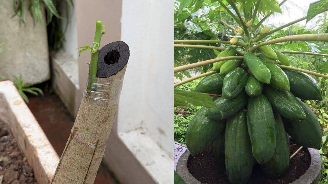 How to Graft Papaya | Papaya Grafting Techniques