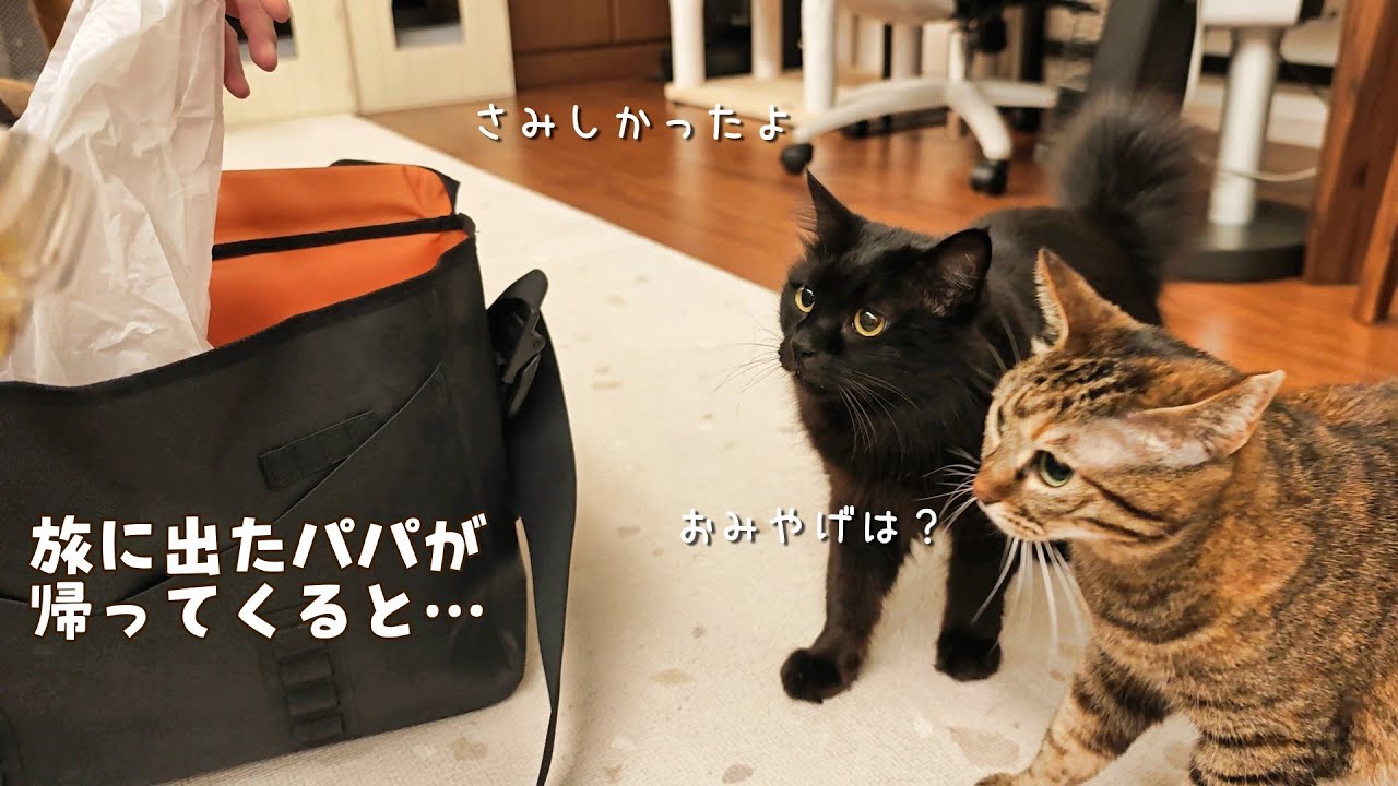 旅に出たパパの帰りを待ってた猫の甘えっぷりが可愛すぎた