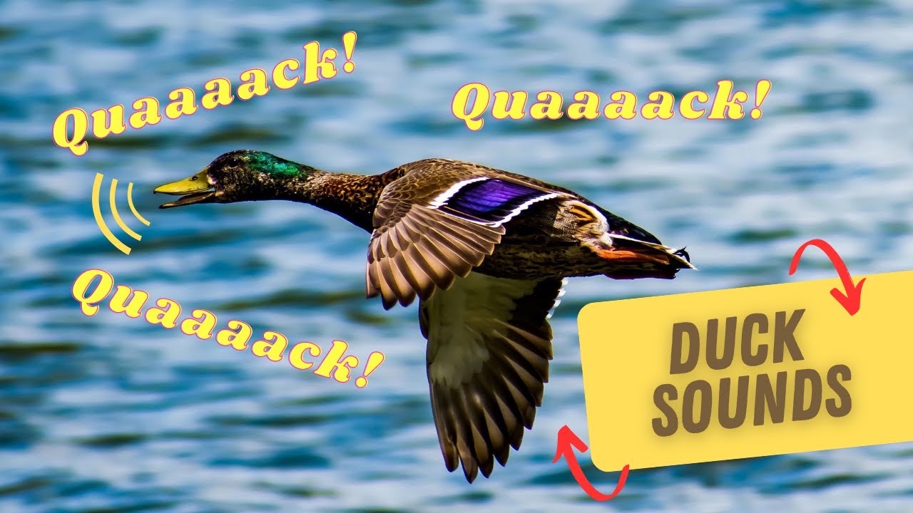 Duck Sounds | Quacking sounds & water ambience sounds (QUAAAACK!)