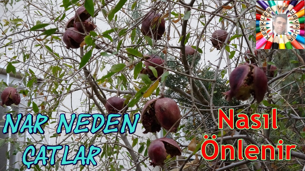 Nar Neden Çatlar Nasıl Önlem Alınır?