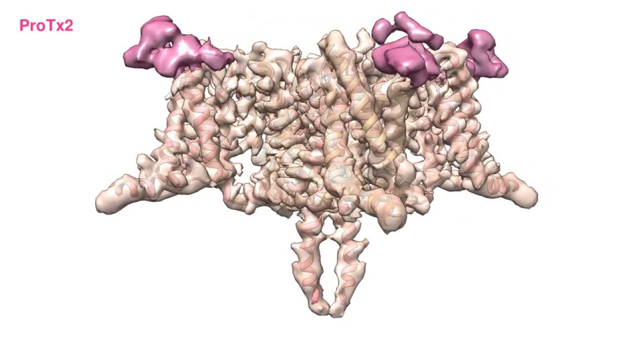 Targeting a sodium channel by a spider toxin