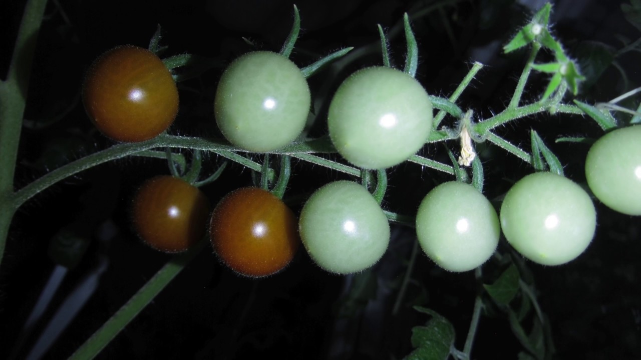 Timelapse of tomatos growing, short version