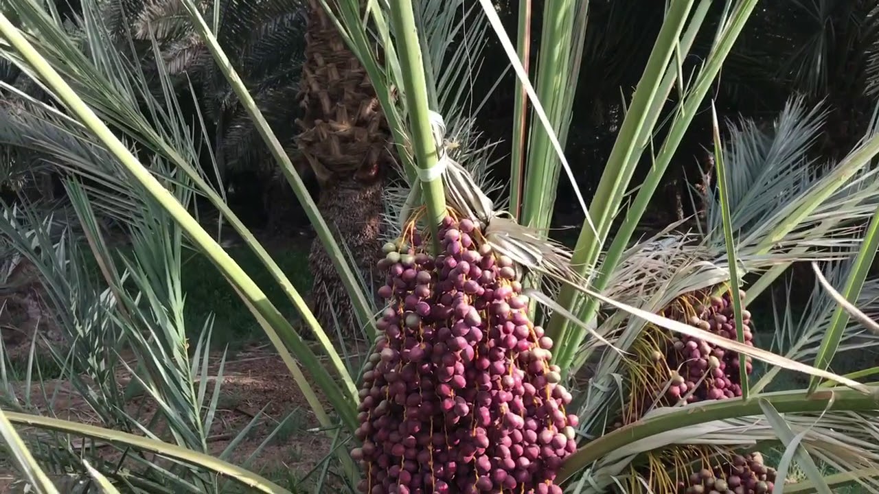 التعريف بنخلة عجوة المدينة وبتمر عجوة المدينة - Ajwa palm&Ajwa Dates-م منصور المحمدي -AjwaFarmsa.com