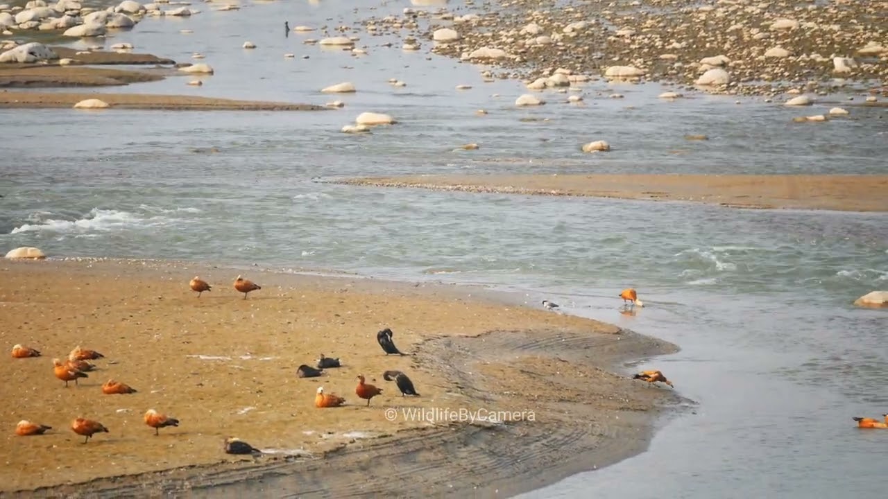 Migration Bird| Ramnagar Jim Corbett National Park Buffer Zone Wildlife By Camera 4k Video In Hindi