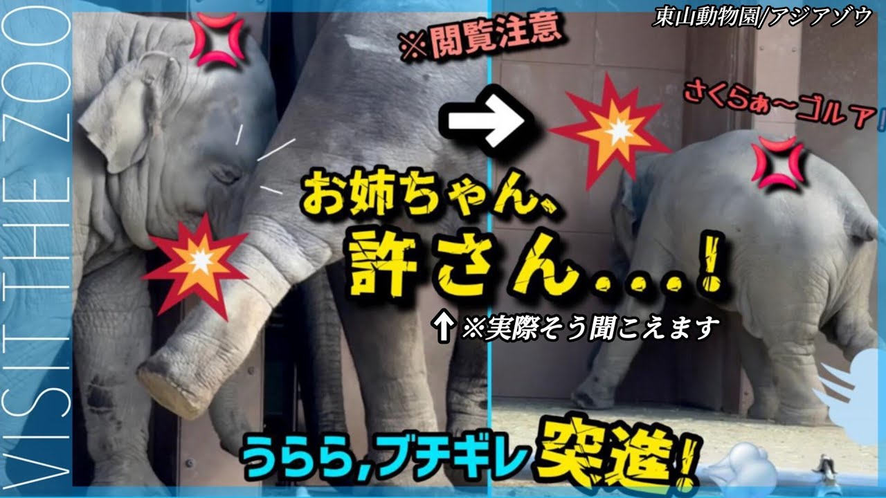 うらら〜！飼育員の呼び掛け無視 ブチギレ突進、帰宅拒否する子ゾウ #東山動物園 #飼育員さん #ゾウ