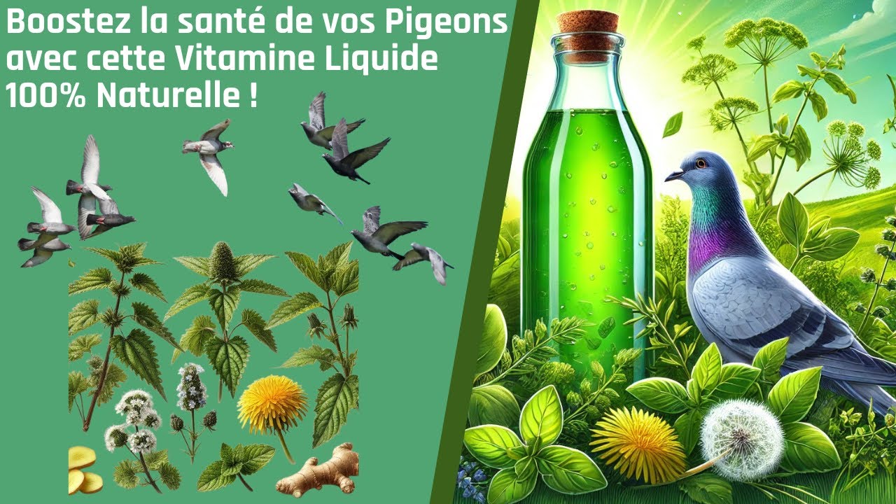 Укрепите здоровье своих голубей с помощью этого 100% натурального жидкого витамина!