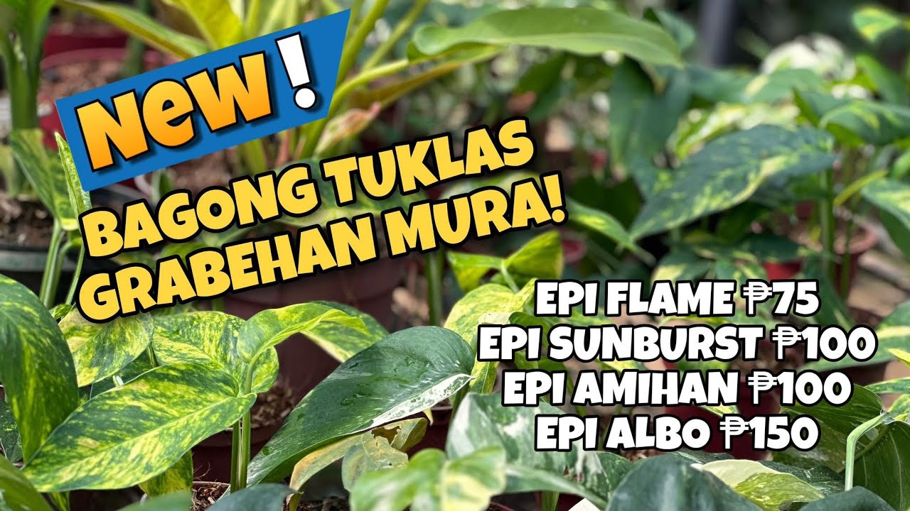 BAGONG TUKLAS GRABEHAN SA MURA!!!