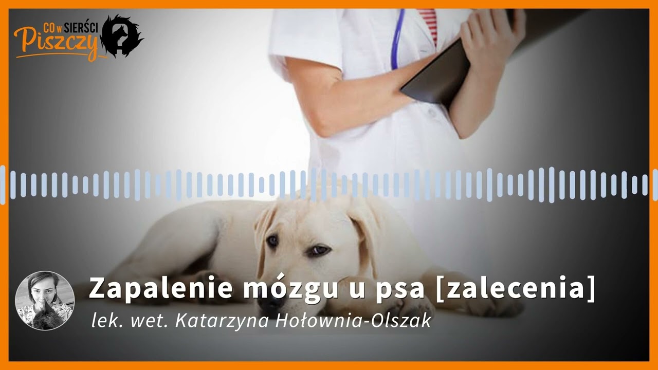 Zapalenie mózgu u psa | Lek. wet. Katarzyna Hołownia-Olszak