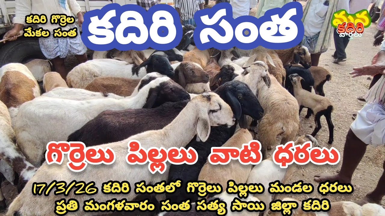 17/3/26 కదిరి సంతలో గొర్రెలు పిల్లలు మందల ధరలు ప్రతి మంగళవారం సంత సత్యసాయి జిల్లా కదిరి 