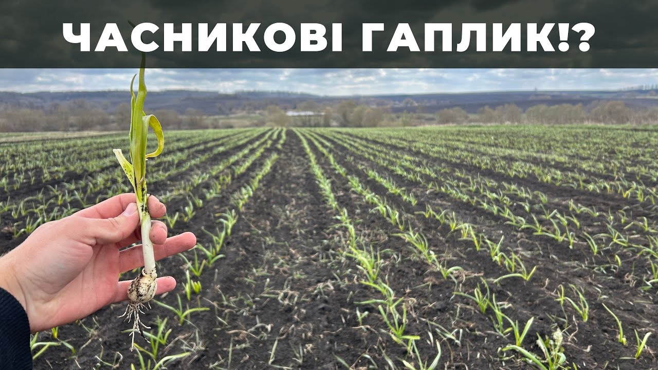 РЯТУЄМО часник після морозу. Пожовтів часник, що робити?!