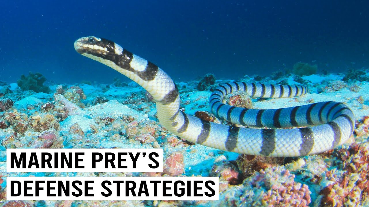 How Marine Prey Fight Off Underwater Predators